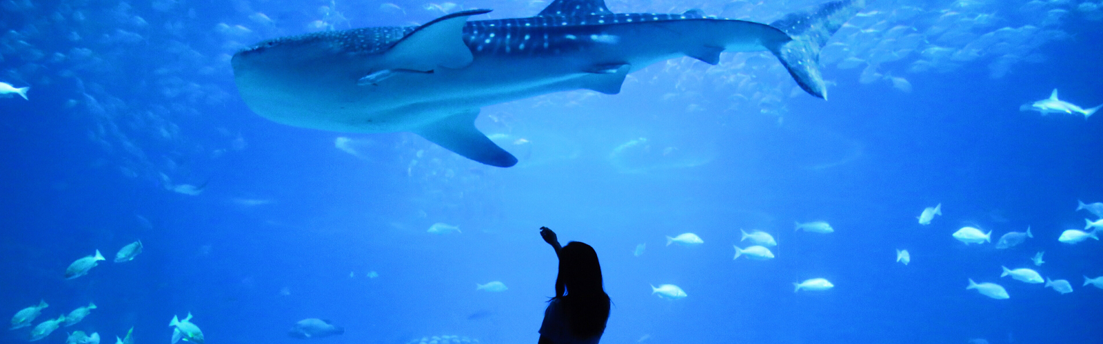 girl pointing at a whale shark in aquarium