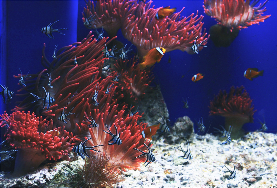 animals inside an aquarium