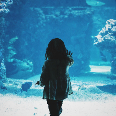  a little girl touching the aquarium glass