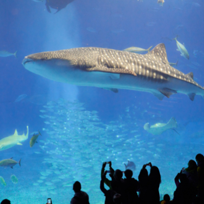whale shark inside the fish tank