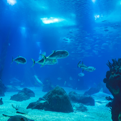  group of fish in an aquarium