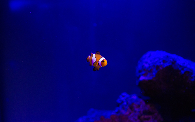  fancy goldfish in a blacklight aquarium