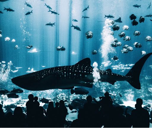 a group of people watching a black whale shark in an aquarium