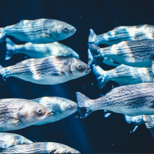 a group of carp fish in an aquarium